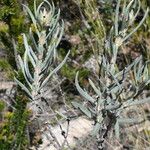 Helianthemum syriacum Lapas