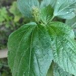 Acalypha arvensis Leaf