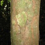 Protium apiculatum Kabuk