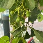 Cordia myxa Fruit