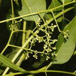 Cedrela odorata Fruit