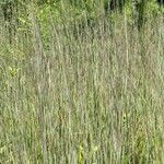 Schizachyrium scoparium Blatt