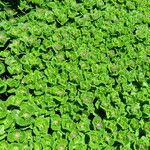 Teucrium pyrenaicum Leaf