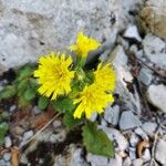 Hieracium murorumFlor