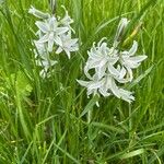 Ornithogalum nutansKvet