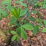 Baptisia alba Lapas