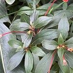 Seemannia sylvatica Hoja