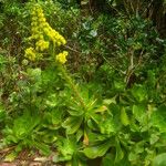 Aeonium cuneatum অভ্যাস