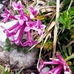 Daphne striata 花