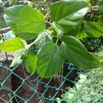 Bignonia magnifica Leaf