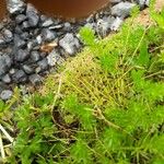 Isolepis sepulcralis عادت داشتن