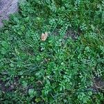Cardamine parviflora 葉