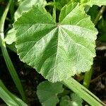 Malva pusilla Leaf