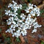 Achillea nobilisFlor