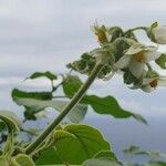 Solanum abutiloides Žiedas