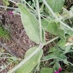 Lychnis coronaria Blatt