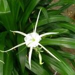 Hymenocallis littoralis Цветок
