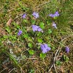 Viola riviniana Cvet
