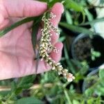 Persicaria lapathifolia Likasa