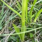 Anacamptis morio Blatt