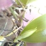 Epidendrum ciliare Cvet