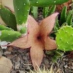 Stapelia grandiflora Flower