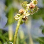 Potamogeton pusillus 花