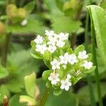 Valerianella locusta 花