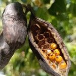 Brachychiton populneus Fruit