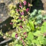 Salvia hierosolymitana Flower