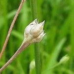Silene apetala Mbuma