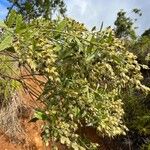 Crotalaria berteroana Habitatea