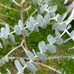 Eucalyptus pulverulenta Blad