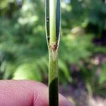 Carex laevigata Blad