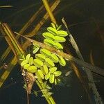 Salvinia natans Leaf