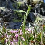 Antennaria carpatica Hábito