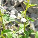 Cleome aculeata 花