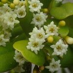 Jacquinia armillaris Blomst
