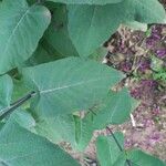 Lepechinia hastata Hoja