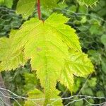 Acer acuminatum পাতা