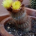 Echinocereus dasyacanthus Лист