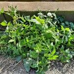 Sonchus oleraceus Habitus