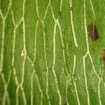 Antrophyum mannianum Fruto