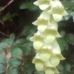 Digitalis luteaFlower