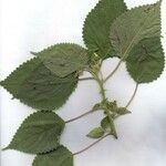 Laportea aestuans Other