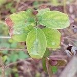 Hypericum hircinum Foglia