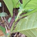 Dorstenia psilurus ഫലം