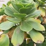 Aeonium balsamiferum 叶