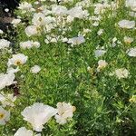 Romneya coulteri عادت داشتن