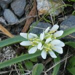 Allium chamaemoly 花